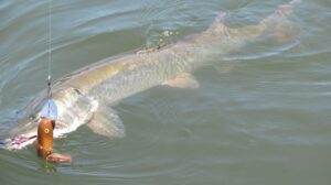what is muskie fish and how to catch muskie fish